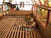 "Chhum" 15ft long, 150kg 27 year old python, Battambang
